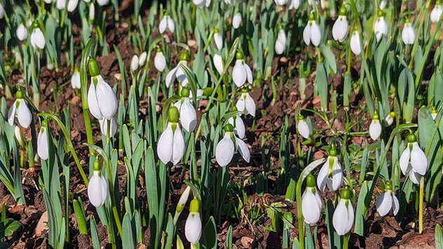 Schneeglöckchen