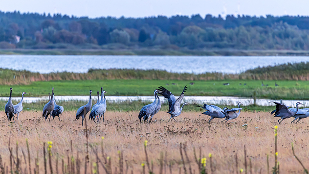 Kraniche in der Nähe von Stralsund