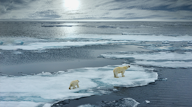 Eisbären auf Eisscholle