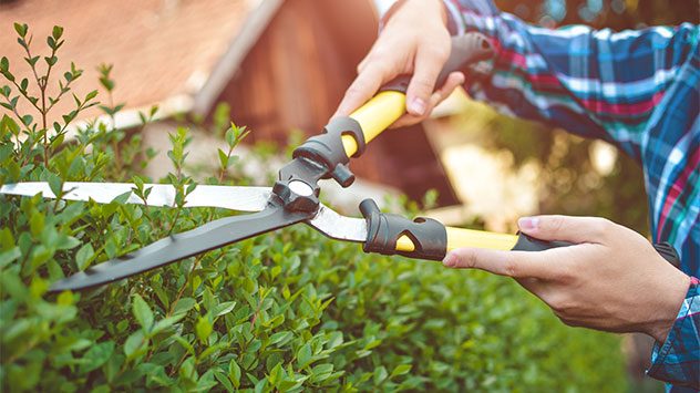 Person in kariertem Hemd schneidet mit einer großen Heckenschere eine grüne Hecke im Garten zurück. (c) nikolaborovic/Shutterstock.com