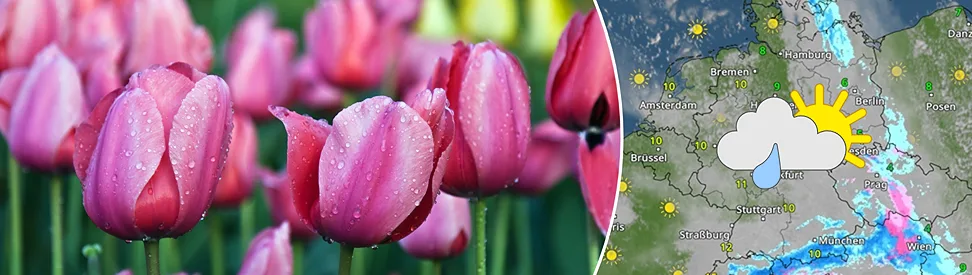 Geteilte Grafik: links rosa Tulpen mit Regentropfen, rechts eine WetterRadar-Karte von Deutschland mit Sonne-Wolken-Regen-Symbol.