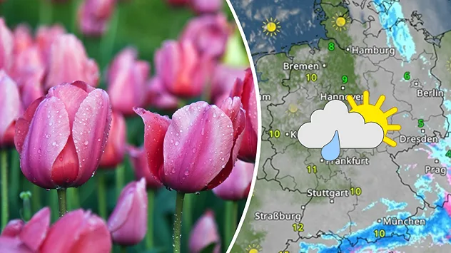 Geteilte Grafik: links rosa Tulpen mit Regentropfen, rechts eine WetterRadar-Karte von Deutschland mit Sonne-Wolken-Regen-Symbol.