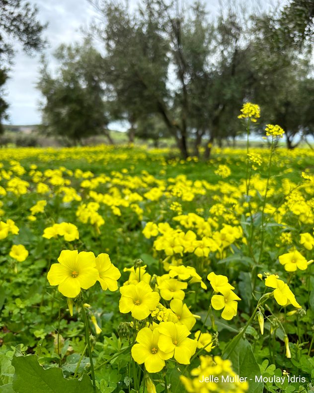 Yellow flowers in the foreground, with blurred trees and a green meadow in the background.
