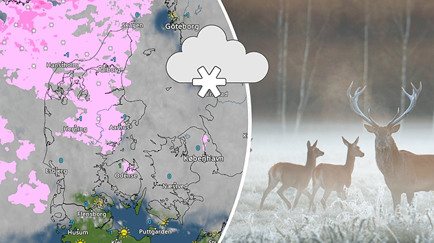 Kombineret grafik med vejrradar over Danmark og foto af rådyr i vinterlandskab, der illustrerer koldt vintervejr.