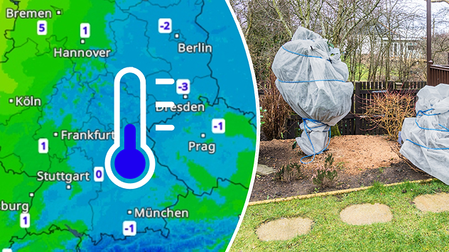 Wetterkarte mit Minusgraden und geschützte Gartenpflanzen Pflanzen mit Vlies gegen Kälte abgedeckt