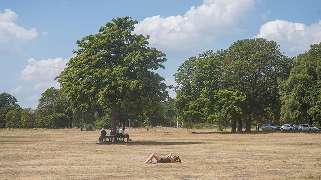People relaxing in a park during hot weather ,with one person sunbathing on dry yellow grass beneath large leafy trees under a blue sky with scattered fair-weather clouds.