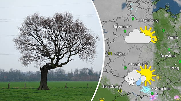 Geteilte Grafik: links ein einzelner Baum auf grüner Wiese unter grauem Himmel, rechts eine WetterRadar-Karte von Deutschland mit Sonne-Wolken-Symbolen.