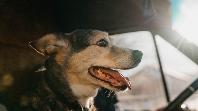 Hund hechelt im heißen Auto