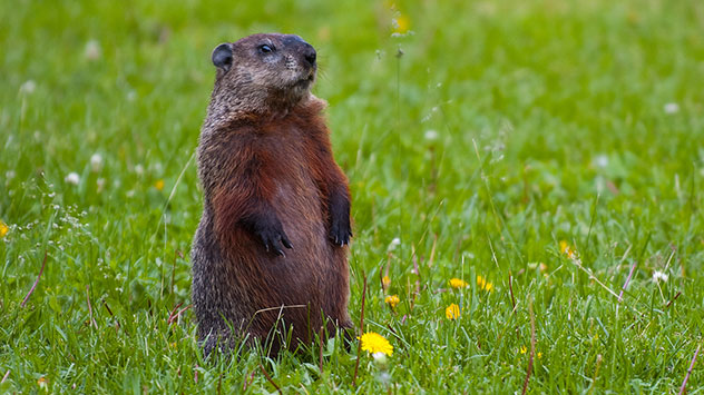 groundhog
