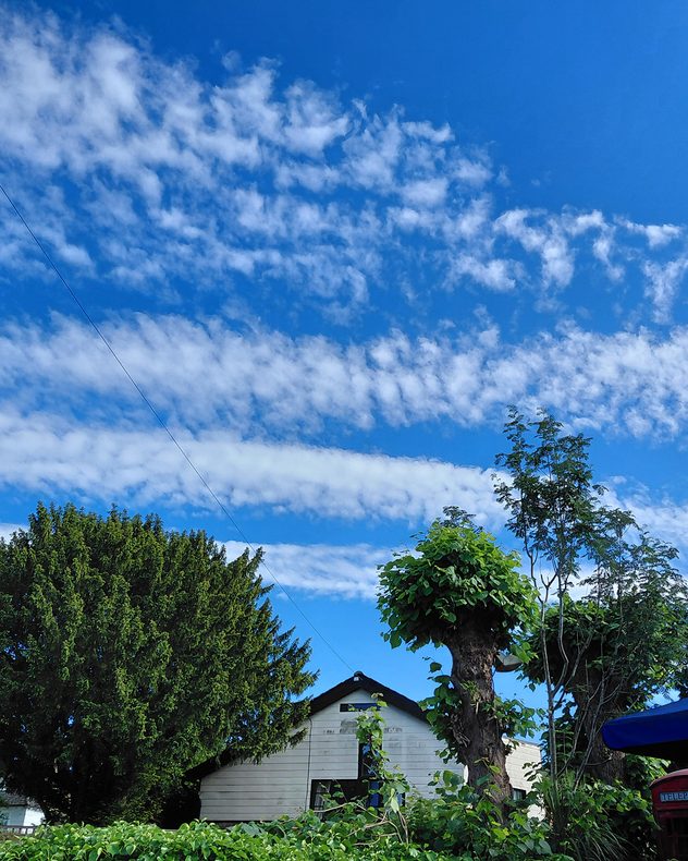 Blue sky filled with rows of white altocumulus clouds above trees and a house, creating a textured, wave-like pattern across the upper atmosphere.