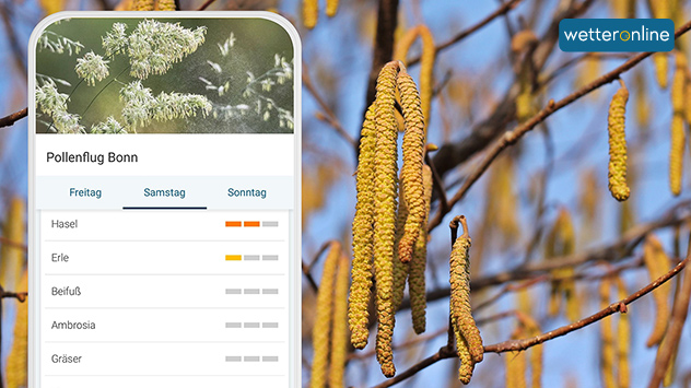 App-Ansicht Pollen für Bonn