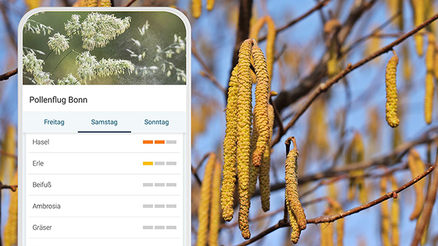 App-Ansicht Pollenflug für Bonn - Hintergrund Haselpollen