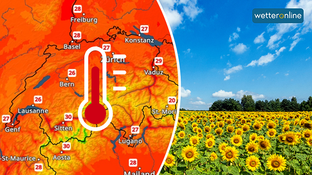Links zeigt das TempraturRadar sommerliche Temperaturen in der Schweiz, rechts blüht ein großes Sonnenblumenfeld unter blauem Himmel.
