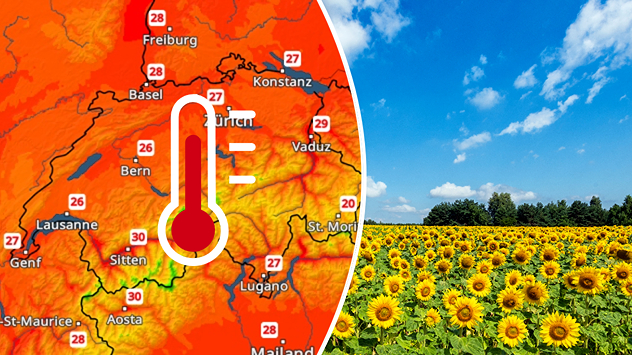 Links zeigt das TempraturRadar sommerliche Temperaturen in der Schweiz, rechts blüht ein großes Sonnenblumenfeld unter blauem Himmel.
