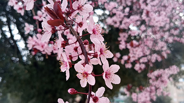 Estrenamos la primera semana de la primavera meteorológica en España y en muchos lugares de nuestra geografía ya se pueden ver especies vegetales en flor. Esta primera semana de marzo nos ha regalado paisajes nublados y con lluvia, gracias a la borrasca Regina, que ha dejado precipitaciones en todas las comunidades autónomas.