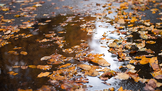 Nasses Herbstlaub liegt in einer Pfütze auf dem Boden