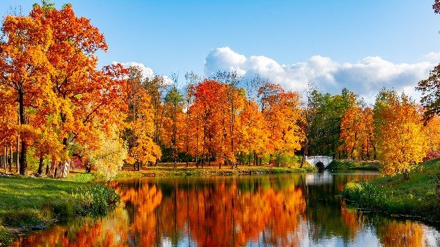 Ein herbstlicher Park mit buntem Laub in leuchtendem Orange und Rot spiegelt sich in einem ruhigen See. Im Hintergrund scheint die Sonne bei blauem Himmel, eine weiße Brücke ist am Ufer sichtbar. (c) Mistervlad / Shutterstock.com