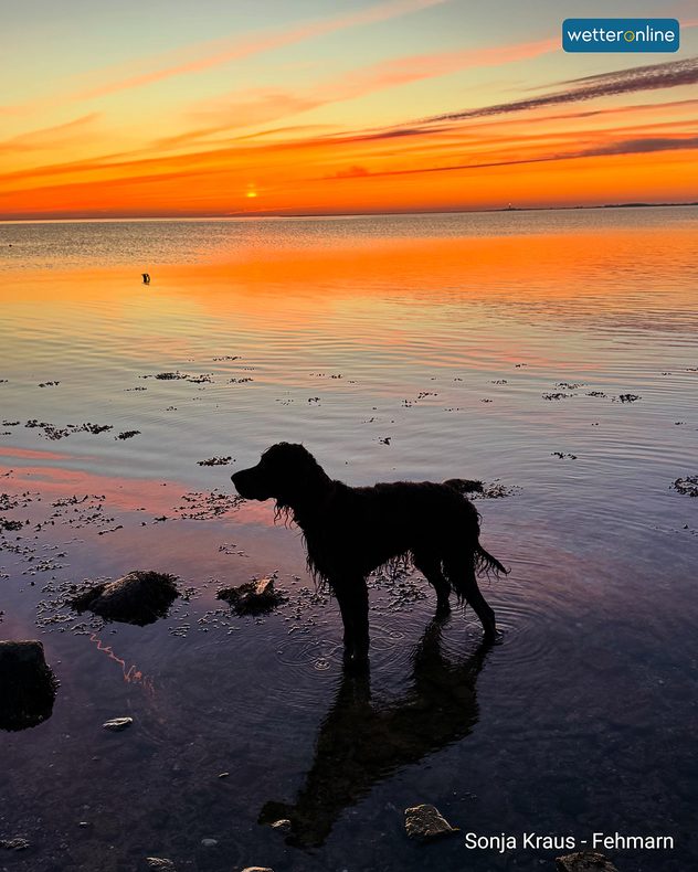 Das Bild zeigt die Dämmerung an der Ostsee. Im Vordergrund ist ein Hund zu sehen.