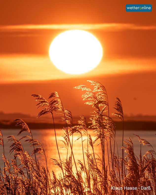 Das Bild zeigt einen Sonnenuntergang mit Schilfhalmen im Vordergrund.