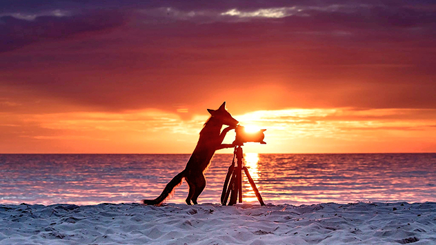Das Bild zeigt einen Sonnenuntergang am Strand. Im Vordergrund sind ein Fuchs und eine Kamera auf einem Stativ zu sehen.