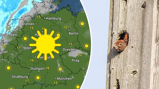 Geteilte Grafik: links eine TemperaturRadar-Karte mit viel Sonne und milden Werten, rechts ein Eichhörnchen, das in Prerow aus einer Baumhöhle schaut.