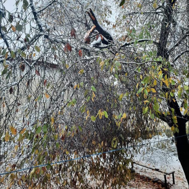 Ninsoarea abundentă a aplecat și rupt crengile copacilor și în Fântânele, jud. Teleorman. 