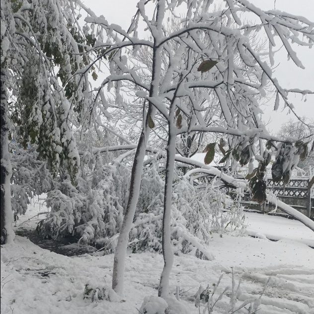 Copaci acoperiți de zăpadă în Brăila.