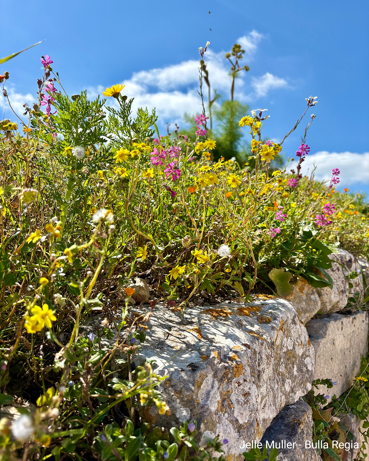 Kleurrijke wilde bloemen op een stenen muur tegen een blauwe lucht met wolken.