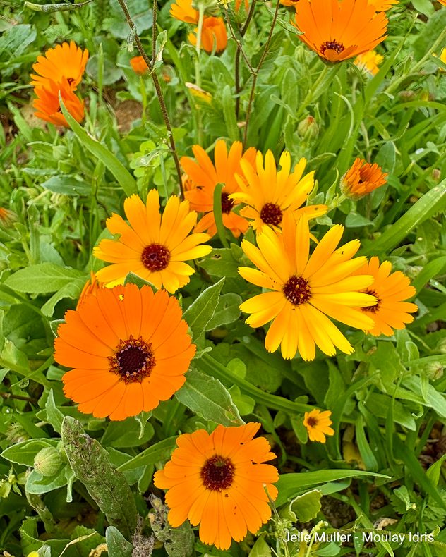 Close-up van oranje bloemen met groene bladeren op de achtergrond.