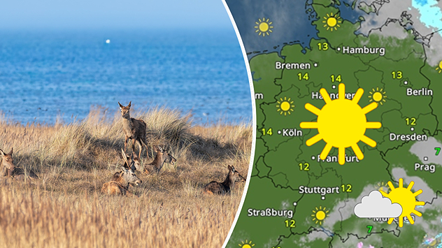 Geteilte Grafik: links mehrere Rothirsche am Darßer Ort vor der Ostsee, aufgenommen am 28.02.2026, rechts eine TemperaturRadar-Karte mit viel Sonne und milden Werten.