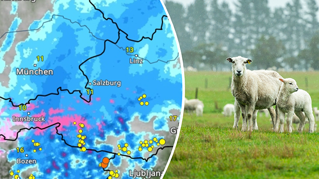 Splitbild. Links: Wetterkarte von Österreich mit Wolken, Regen und Gewittern. Rechts: Schafe im Regen