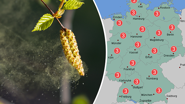 hängendes Birkenkätzchen setzt Blütenstaub frei - Pollenflugvorhersage fürs Wochenende