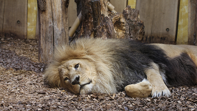 Ein Löwe liegt entspannt auf Holzhackschnitzeln im Gehege des Allwetterzoos Münster.