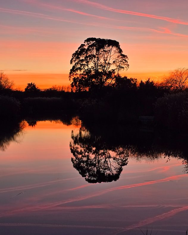 Silhouetted tree against a vivid orange and pink sunset sky, reflected clearly in still water below, with dark shrubs lining the horizon.