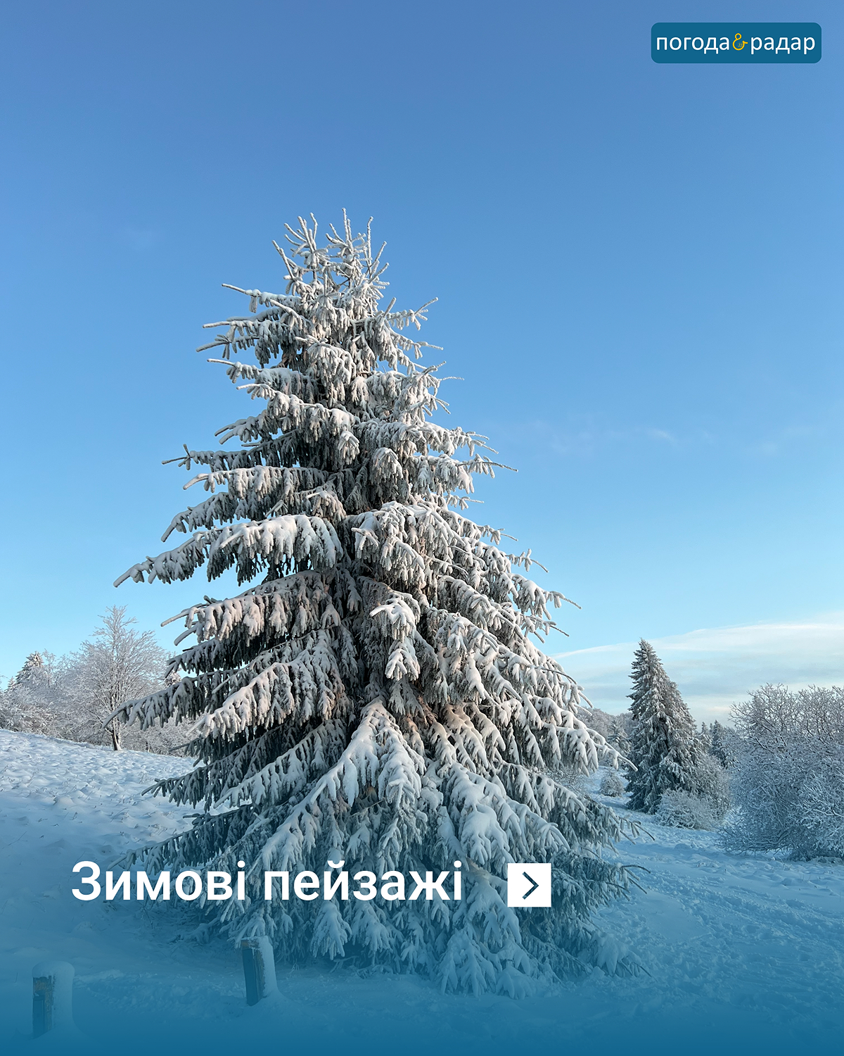 Засніжена хвойна деревина під блакитним небом у зимовому ландшафті.