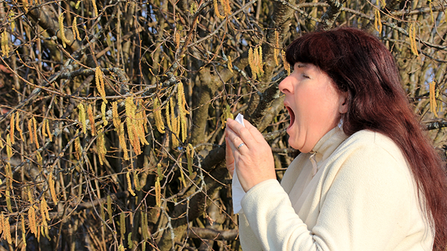 Frau hält Taschentuch in der Hand, unter Haselstrauch