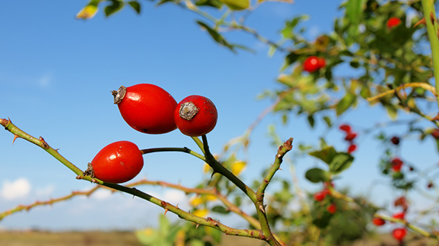 Hagebutten am Strauch.