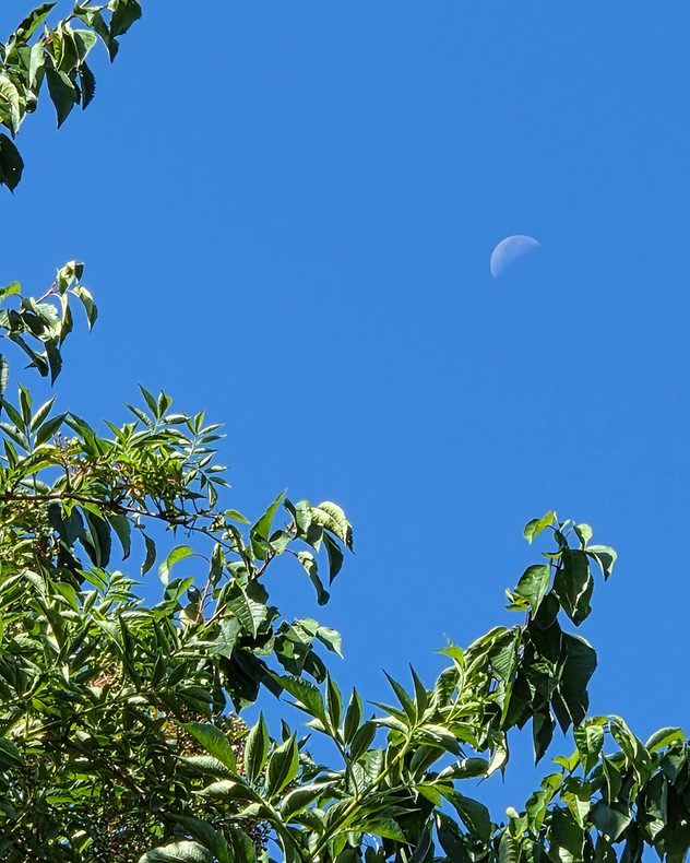Waxing crescent Moon visible in a clear deep blue daytime sky above green leafy tree branches, creating a peaceful summer scene with excellent visibility.