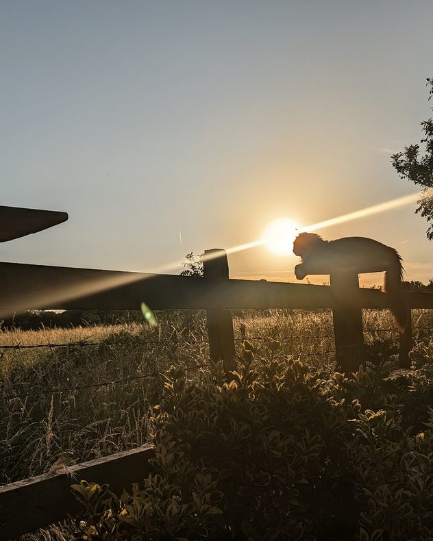 Silhouette of a cat perched on a wooden fence at golden sunset, with bright sun rays, lens flare, and a sunlit grassy field creating a warm countryside scene.