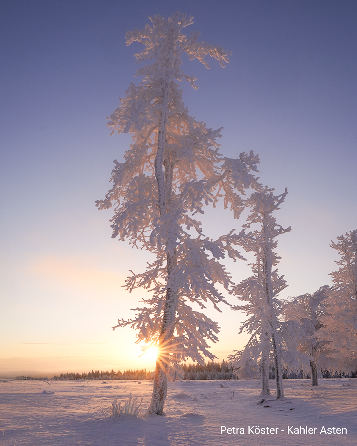 Vereiste Bäume am Kahlen Asten bei Sonnenaufgang