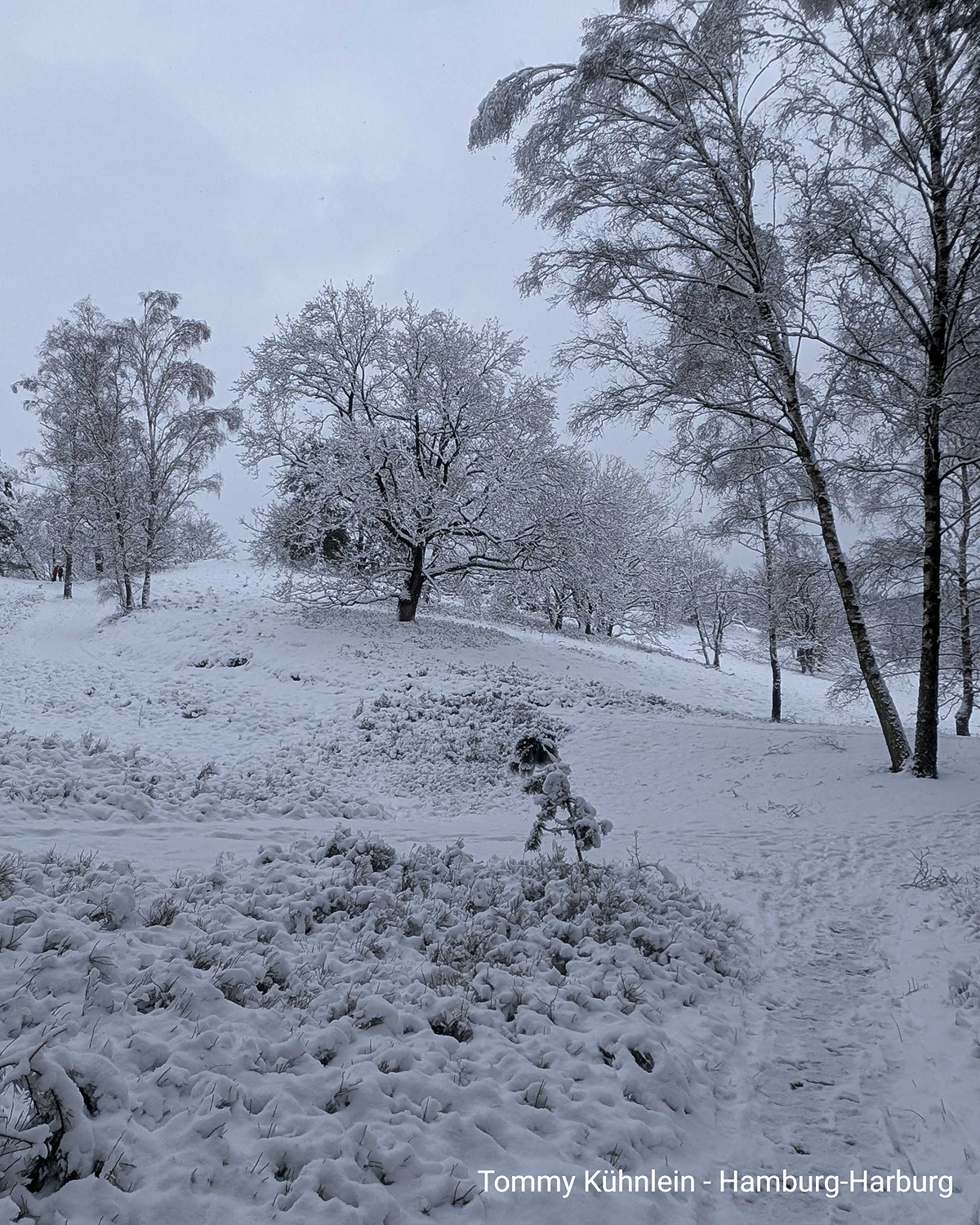 Verschneiter Hang mit Bäumen in Hamburg-Harburg