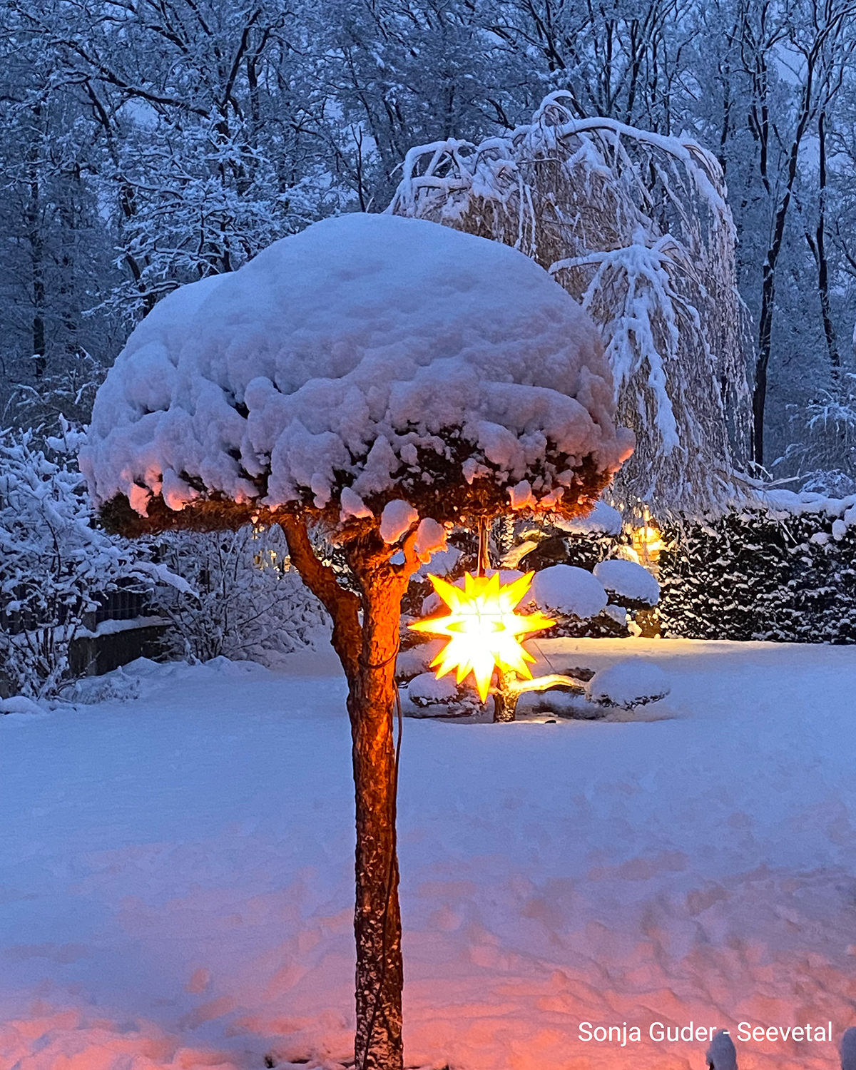 Verschneiter Garten mit beleuchtetem Stern