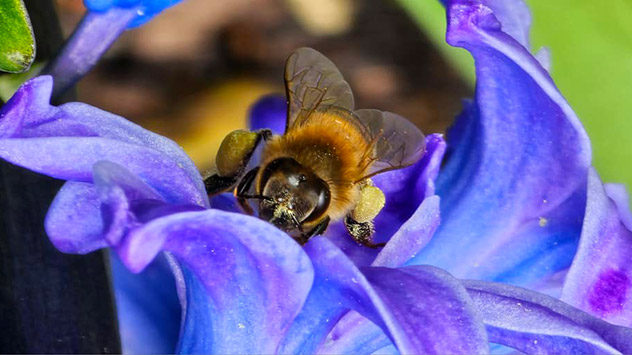 © Renate Albers Frühlingsbilder