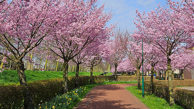 © Trees van Impelen Frühlingsbilder