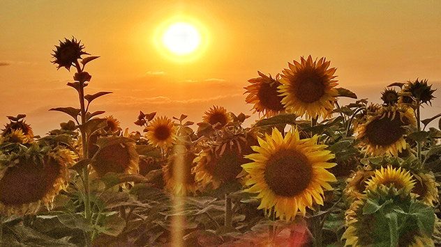 © Markus Baatz Sonnenblumen im gleißenden Licht