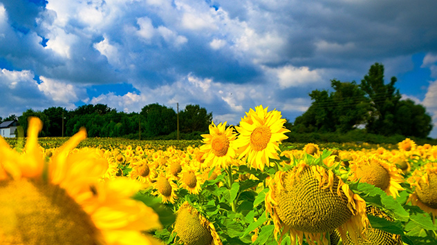 © Gabriele Klein Sonnenblumen strahlend gelb vor regnerischem Himmel