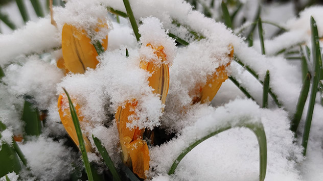 Im mittelhessischen Pohlheim macht der Schnee den Krokussblüten nichts aus.