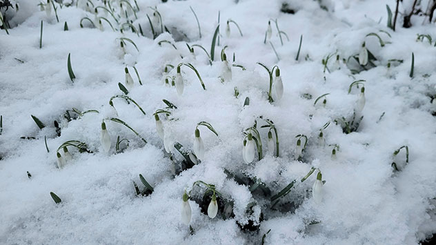 Nasser Schnee begräbt die Schneeglöckchen auf einer Wiese im thüringischen Schleiden.