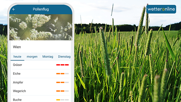 Smartphone zeigt aktuelle Pollenbelastung in Wien mit Fokus auf Gräser und Bäume. Im Hintergrund Nahaufnahme von blühendem Gras im Frühling.