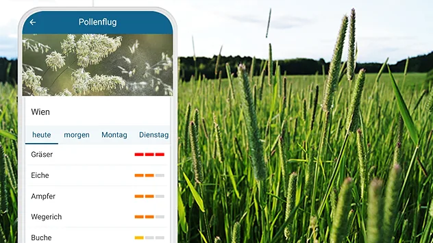 Smartphone zeigt aktuelle Pollenbelastung in Wien mit Fokus auf Gräser und Bäume. Im Hintergrund Nahaufnahme von blühendem Gras im Frühling.